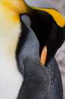 South Georgia, Right Whale Bay. Close-up of king penguin sleeping. Art Print